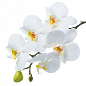 Стол обеденный Танго белый/Орхидея в Таврическом - tavricheskoe.katalogmebeli.com | фото 3